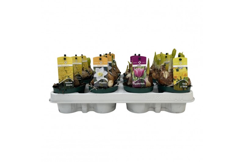 Bolbloemen mix Bollenmix Luxe Hyacint/Tulp/Narcis 9 cm. 3 per pot 