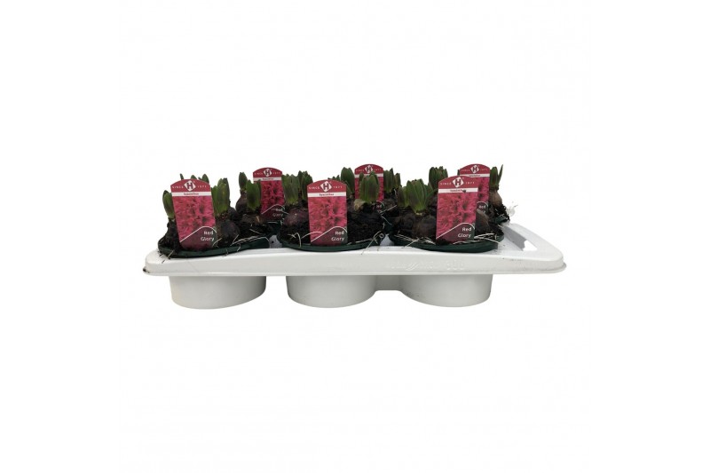 Hyacinthus orientalis jan bos Hyacint Jan Bos 16 cm. schaal 150 bl. 5  