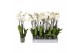 Phalaenopsis white world Phalaenopsis White World, 3-spike18 bl. 3 tak 