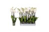 Phalaenopsis white world Phalaenopsis White World, 3-spike18 bl. 3 tak