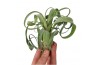 Tillandsia tillandsia Curly Slim1 bl.