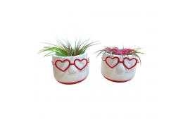 Tillandsia arrangement Tillandsia Love Dude1 pp