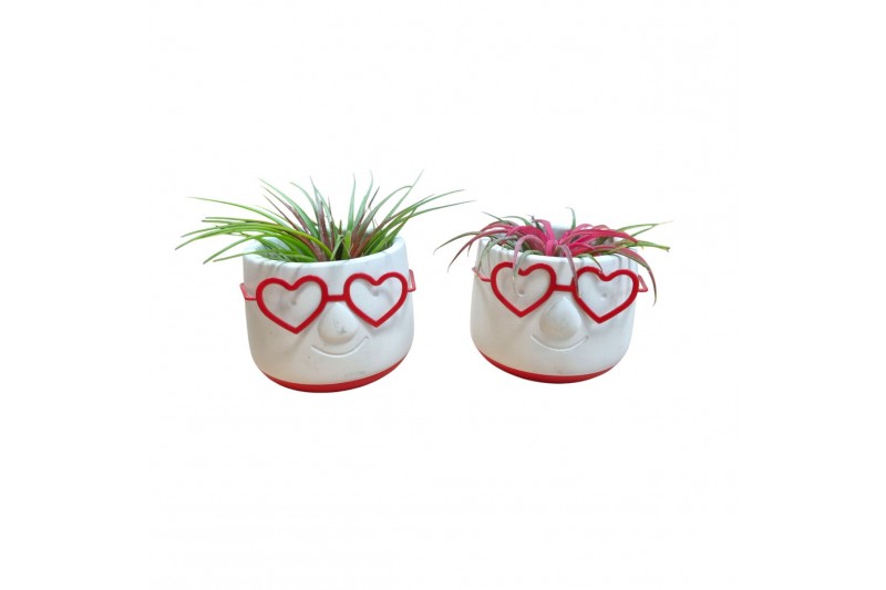 Tillandsia arrangement Tillandsia Love Dude1 pp 
