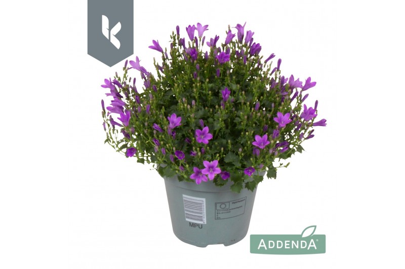 Campanula port. ambella intens purple Campanula Ambella Intens Purple 