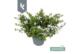 Campanula adansa white