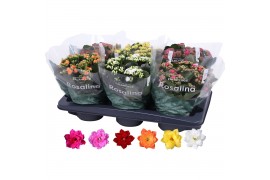 Kalanchoe blossfeldiana rosalina gemengd