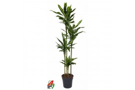 Dracaena fragrans cintho Dracaena Cintho4 pp