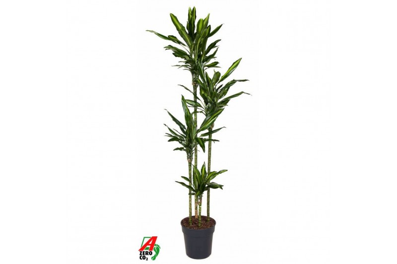 Dracaena fragrans cintho Dracaena Cintho4 pp 