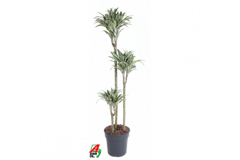 Dracaena fragr. compacta surprise Dracaena Surprise 90-60-303 pp 