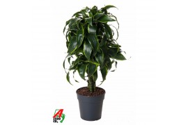 Dracaena dorado compacta Dracaena Dorado vertakt P211 pp