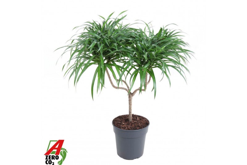 Dracaena reflexa anita Dracaena Anita Kandelaar1 pp 