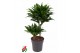 Dracaena fragr. compacta Dracaena Compacta 30-102 pp 