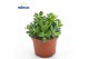 Crassula ovata minor Crassula Minor 