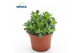 Crassula ovata minor Crassula Minor