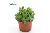 Crassula ovata minor Crassula Minor