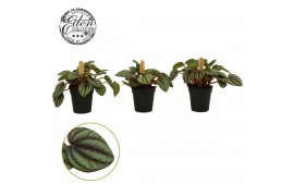 Peperomia albovittata piccolo banda Peperomia Piccolo Banda 5,5cm