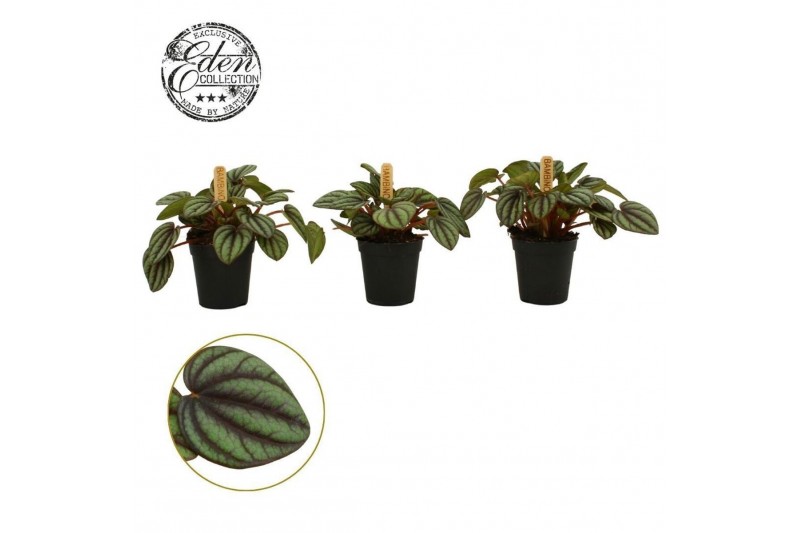 Peperomia albovittata piccolo banda Peperomia Piccolo Banda 5,5cm 