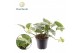 Epipremnum Epipremnum Marble king 1 pp 