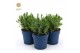 Lavandula angustifolia felice Lavandula ang. Felice® Collection P12 