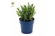 Lavandula angustifolia felice Lavandula ang. Felice® Collection P12 
