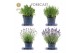 Lavandula angustifolia felice Lavandula ang. Felice® Collection P12 