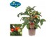 Solanum lycopersicum tomaat PICK-&-JOY® Cherry Tomato Red 